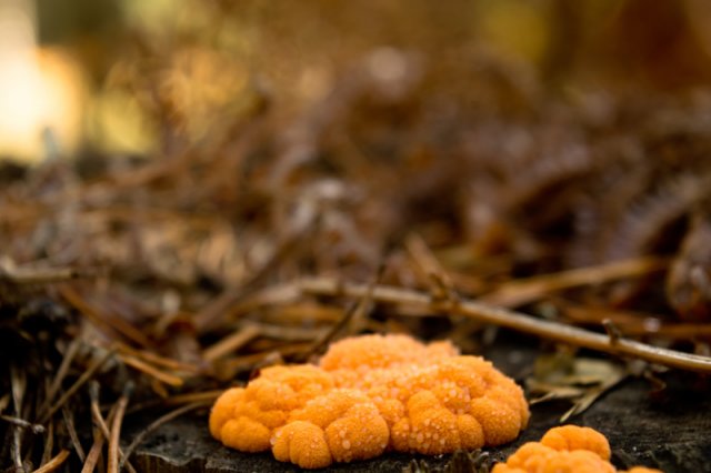 dacrymyces stillatus